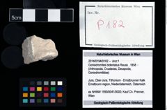 Foto (Objekt + Etikett) von Goniodromites bidentatus (Reuss, 1858)  (NHMW-GEO-2014-0194-0182)